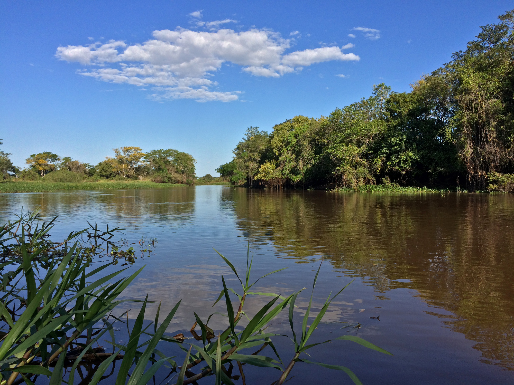 Rio Cuiabá backwater, August 2015