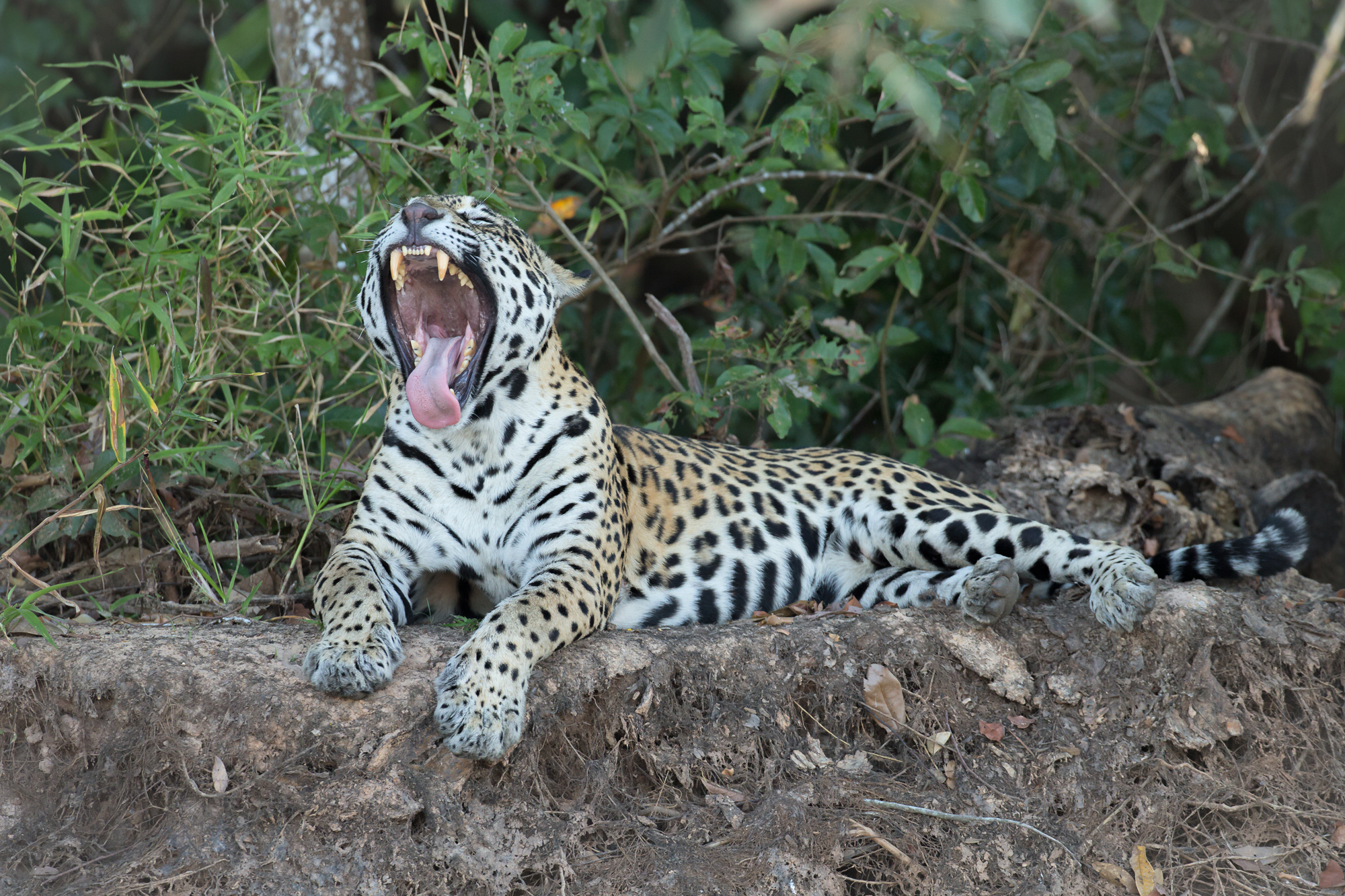 Jaguar, Rio São Laurenço. August 2015