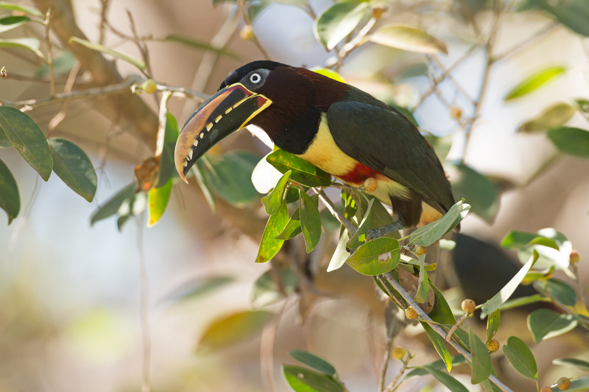 Chestnut-eared Araçari, Rio Claro August 2015