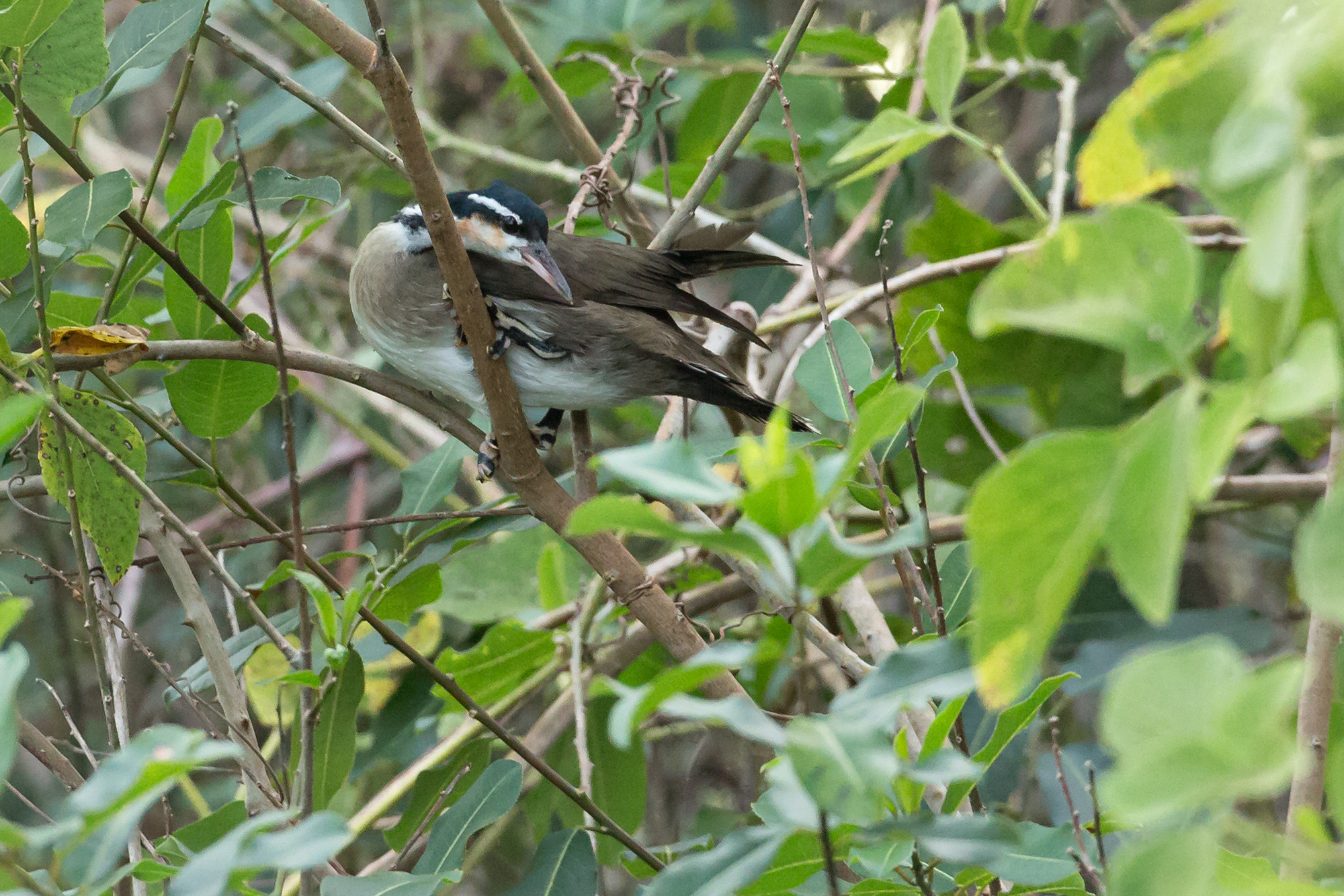 Sungrebe, Pantanal August 2015