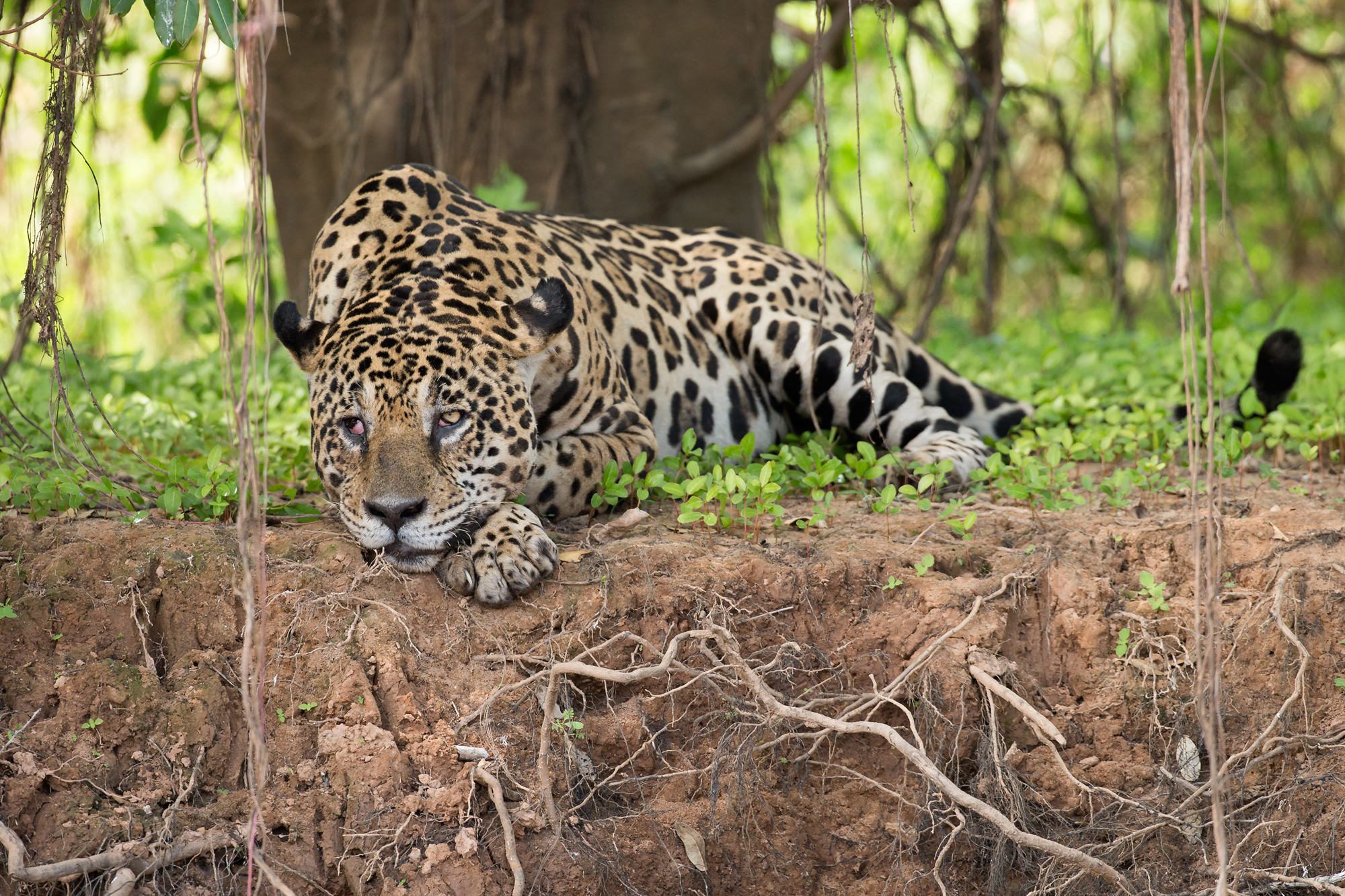 Jaguar, Rio São Laurenço, August 2015
