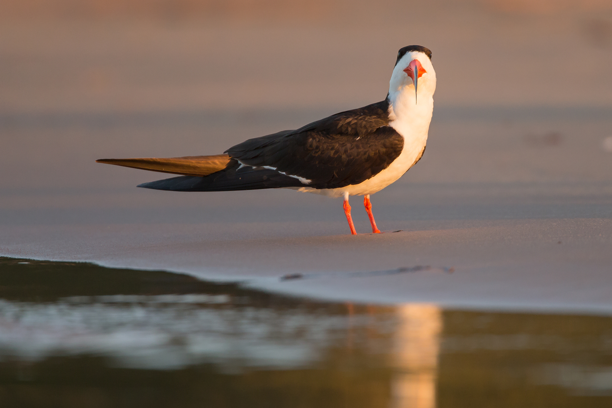 Black Skimmer, Rio Cuiabá, August 2015