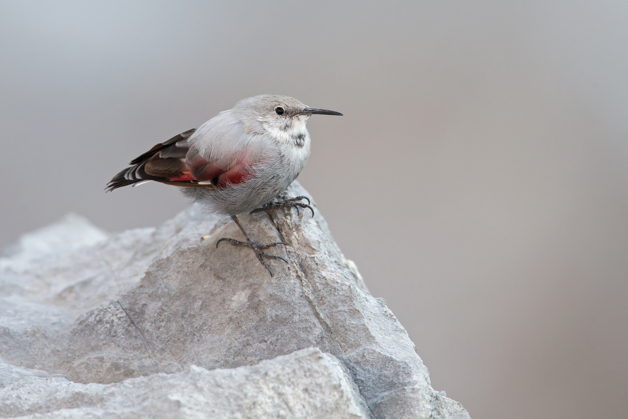 Wallcreeper, Fuente Dé, Picos de Europa. September 2015