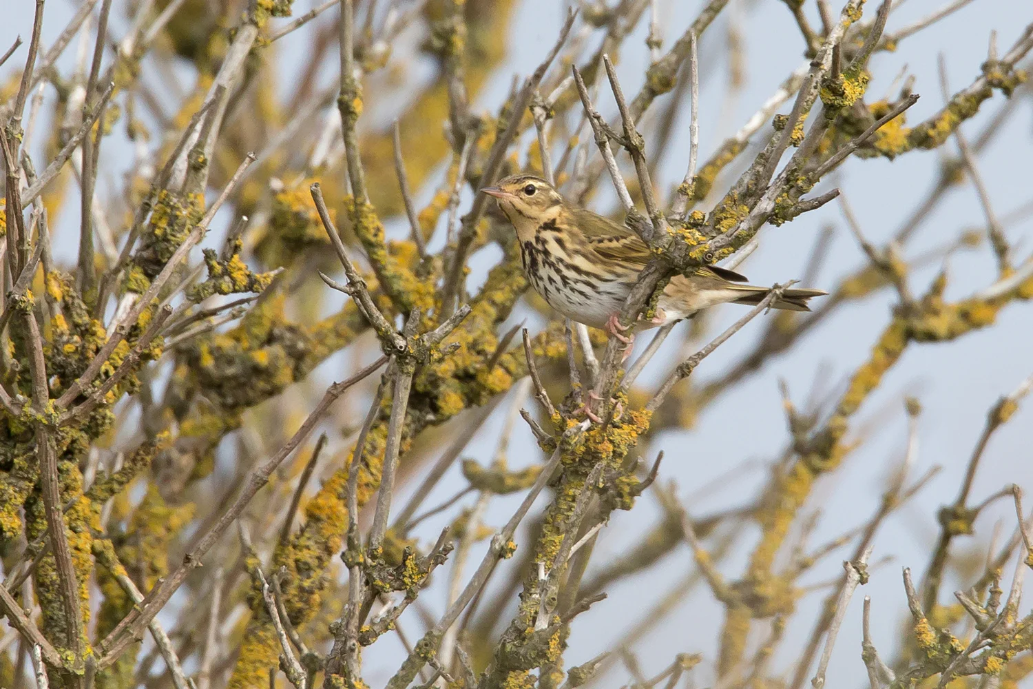 Olive-backed Pipit, Middle Camp.