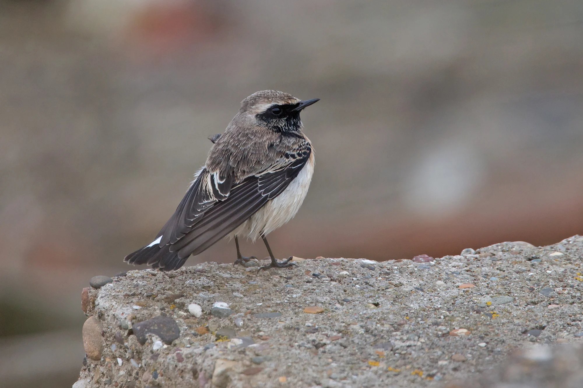 Pied Wheatear, Chalk Bank.