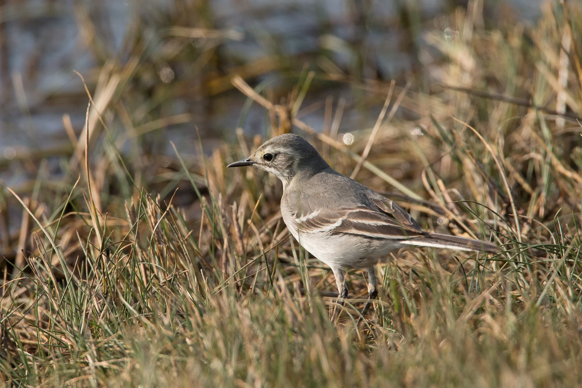 Citrine Wagtail, Canal Scrape.