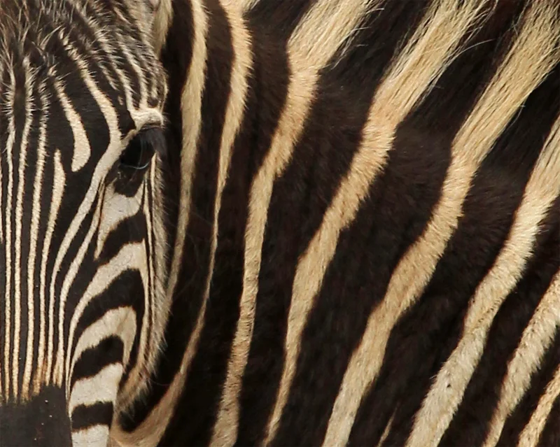 Burchell's Zebra, Oct 2010