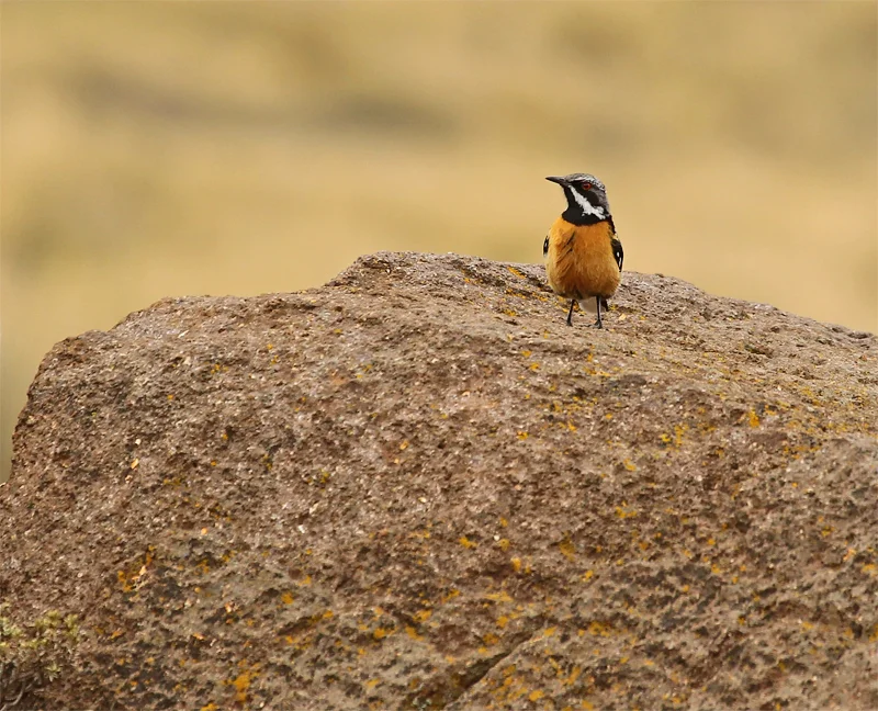 Drakensburg Rockjumper, Lesotho Oct 2010