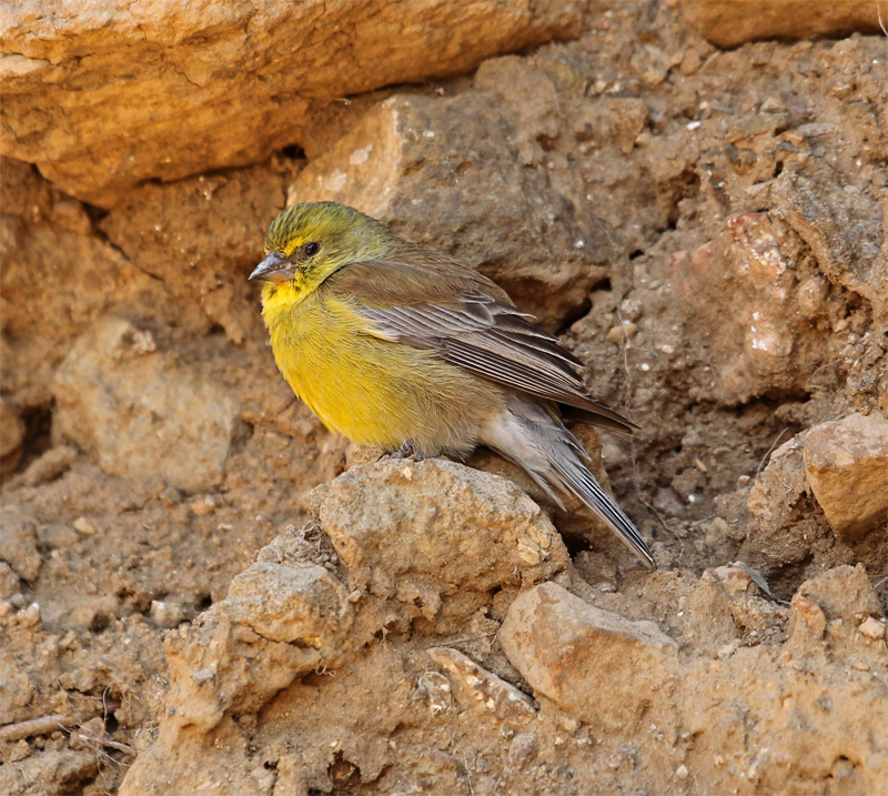 Drakensburg Siskin, Sani Pass Oct 2010
