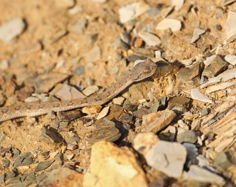 Horned Viper, Little Karoo Oct 2010