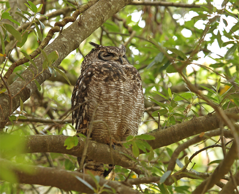 Spotted Eagle Owl, Cape Town Oct 2010