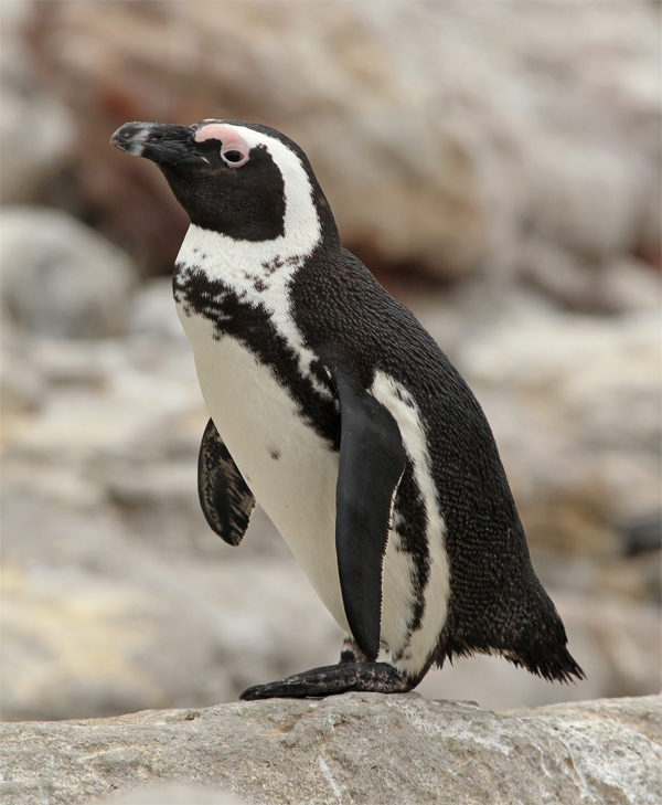 African Penguin, Betty's Bay Oct 2010