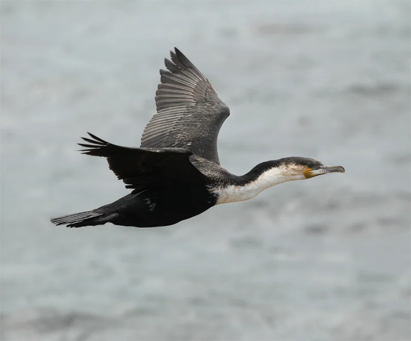 White-breasted Cormorant, Betty's Bay Oct 2010