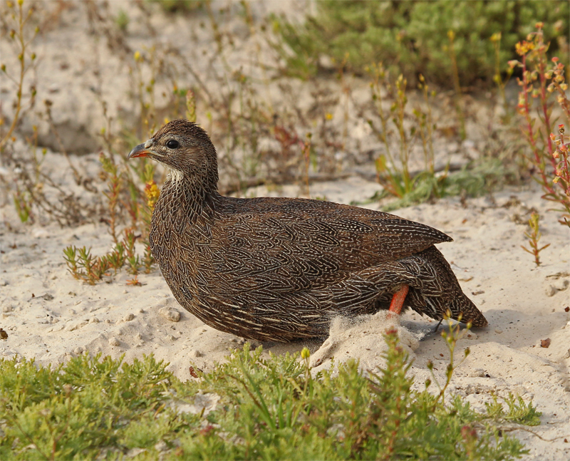 Cape Francolin, Oct 2010