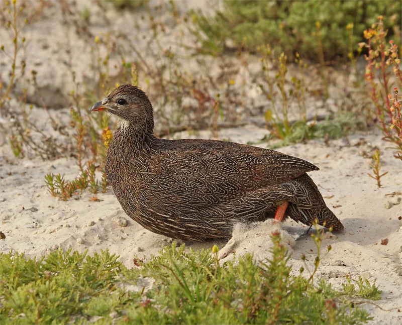 Cape Francolin, Oct 2010