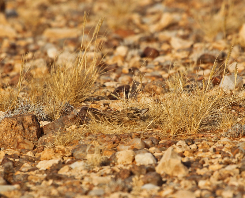 Sclater's Lark, Pofadder Oct 2010