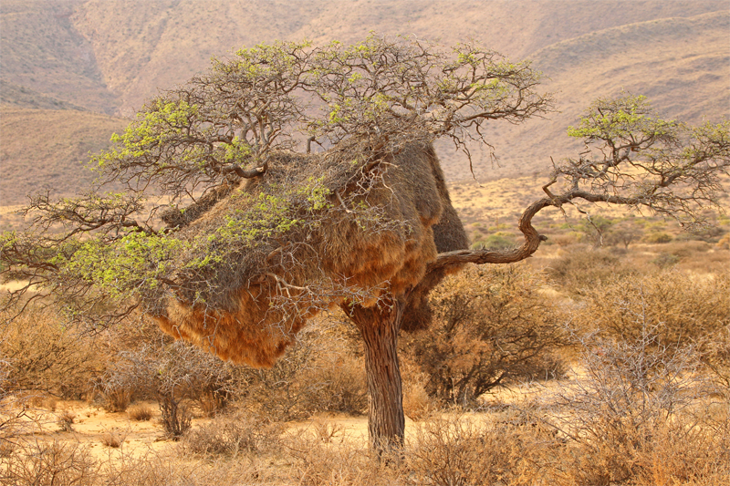 Sociable Weaver, Kalahari Desert Oct 2010