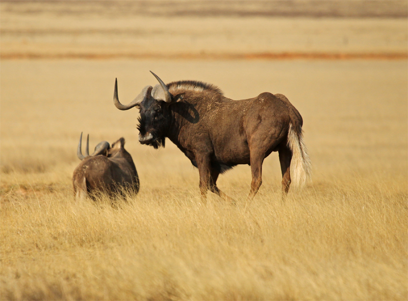 White-tailed Gnu, Oct 2010