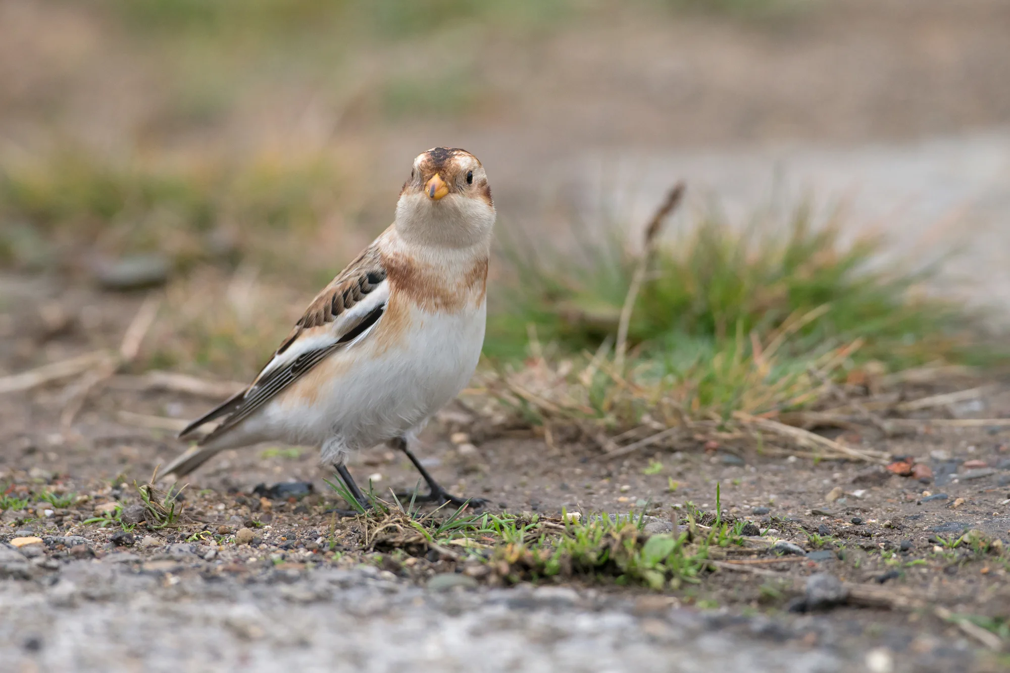 Snow Bunting, Kilnsea Caravan Park - I hardly dropped below 3200ISO in the gloom today.
