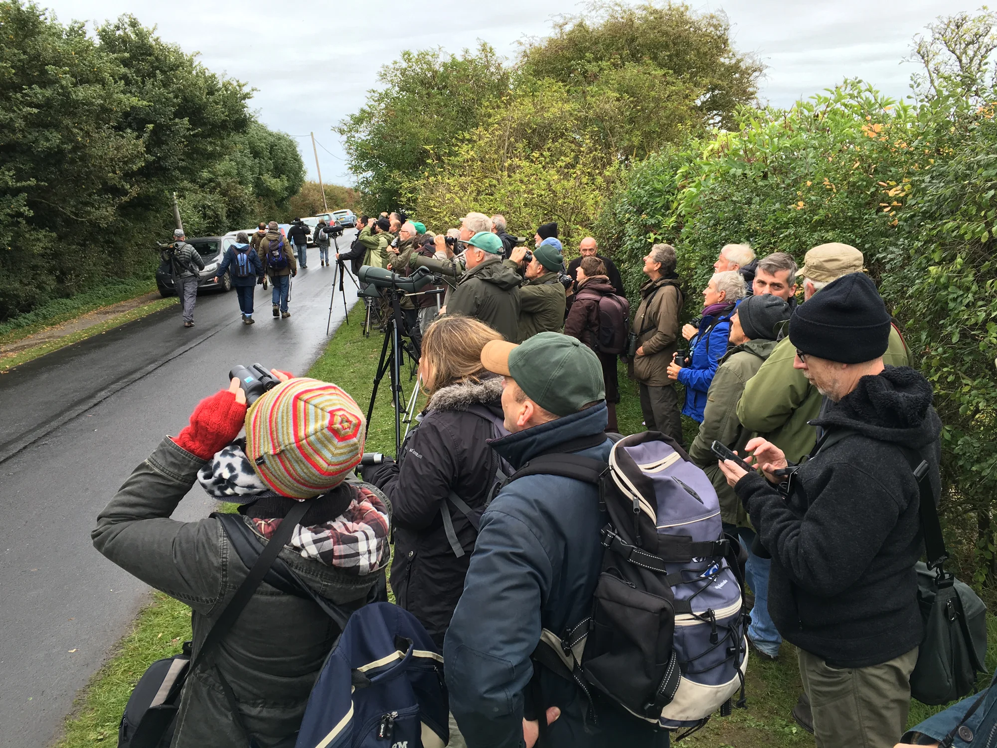 Everyone loves Pallas's Warblers!