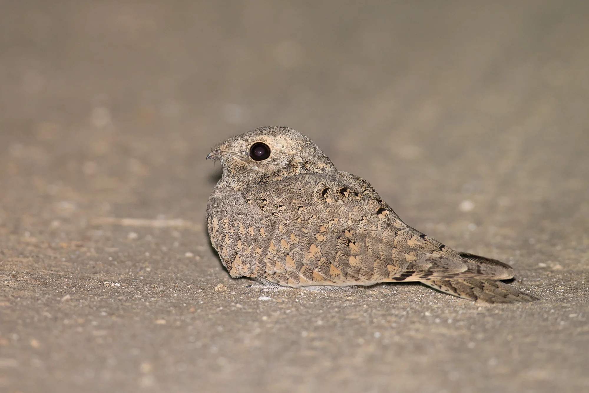 Egyptian Nightjar, Bahrain. November 2015