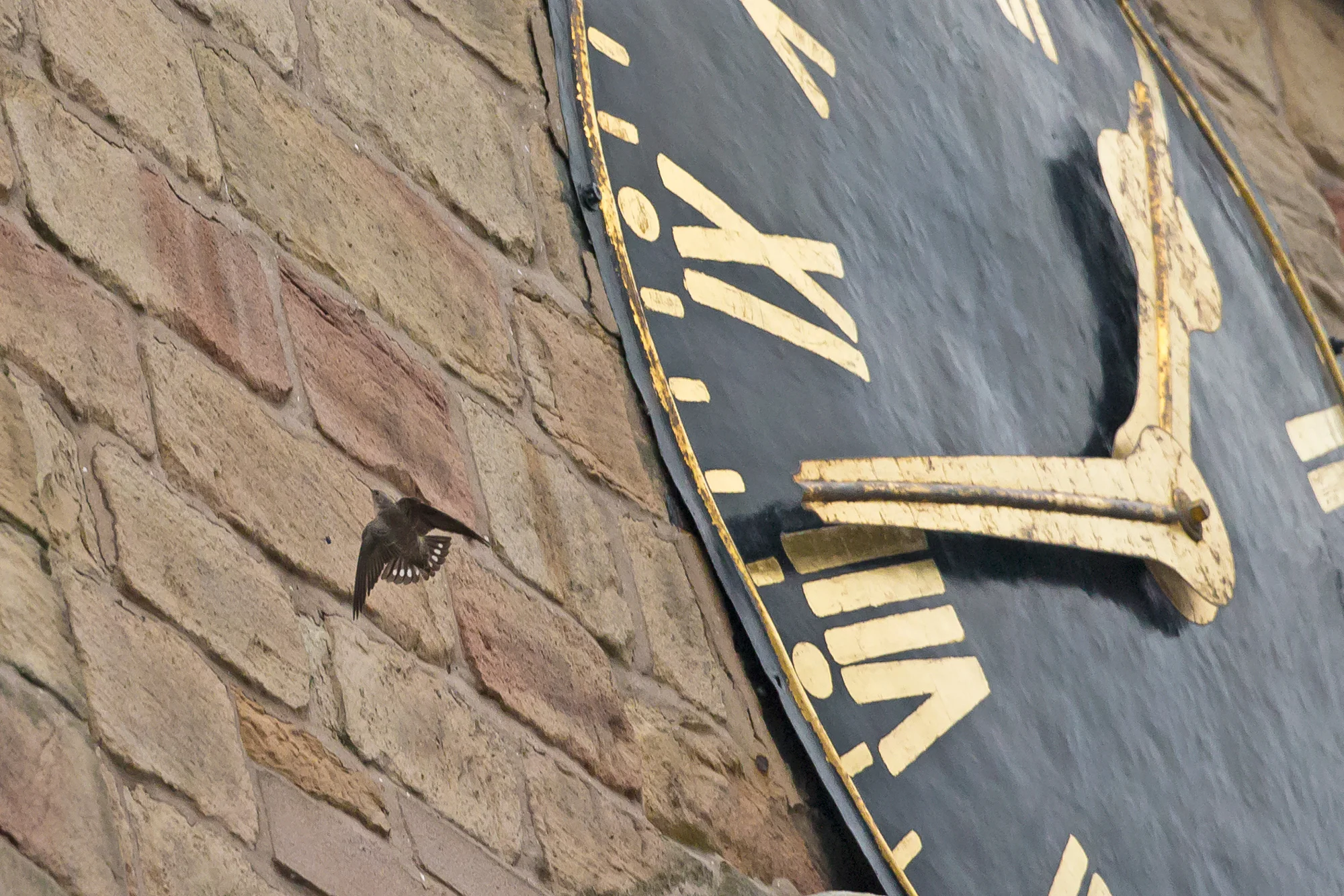 Eurasian Crag Martin, Church of St Mary and All Saints, Chesterfield. What time is it?