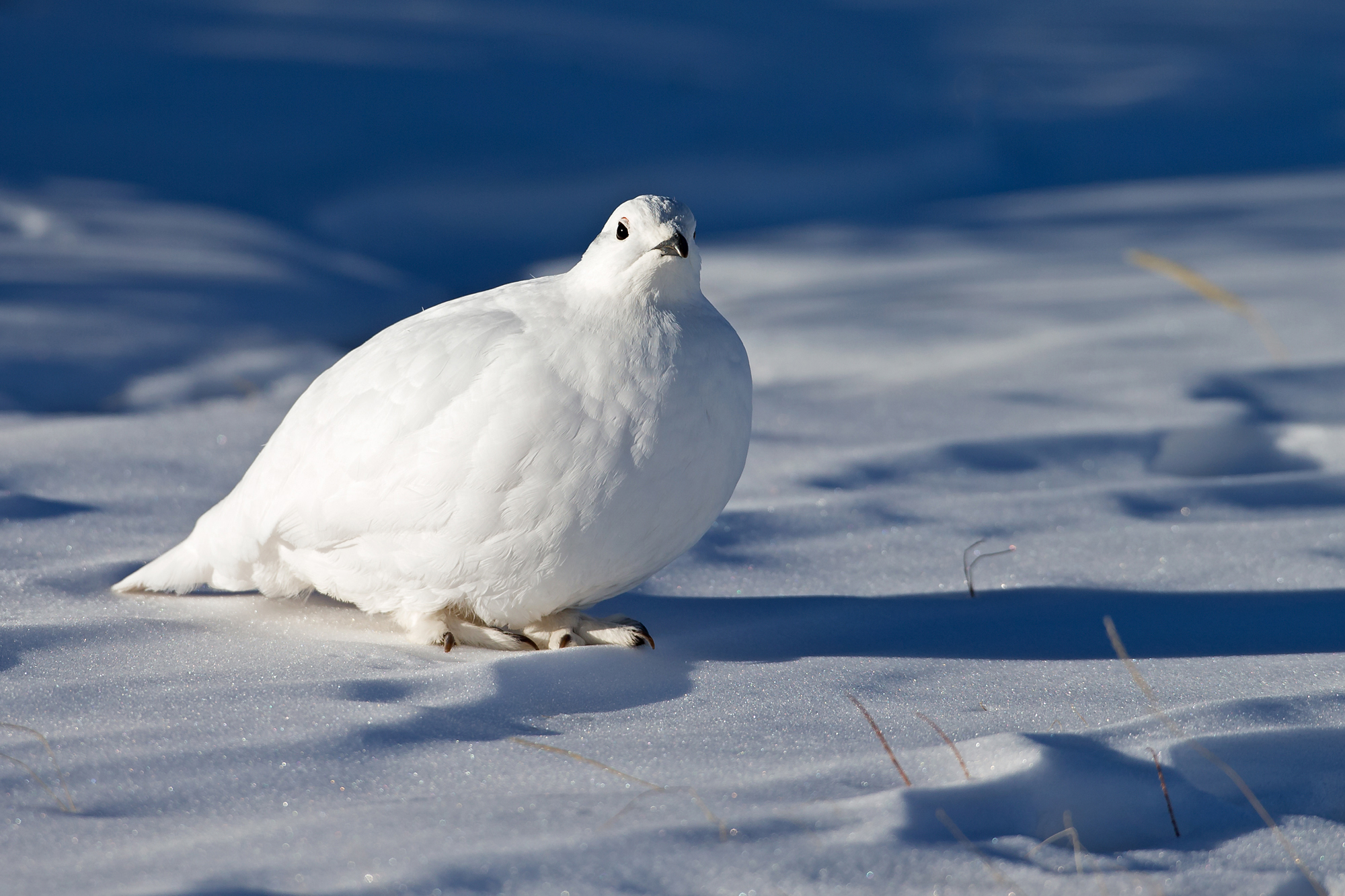 White-tailed Ptarmigan, Guanella Pass, CO.