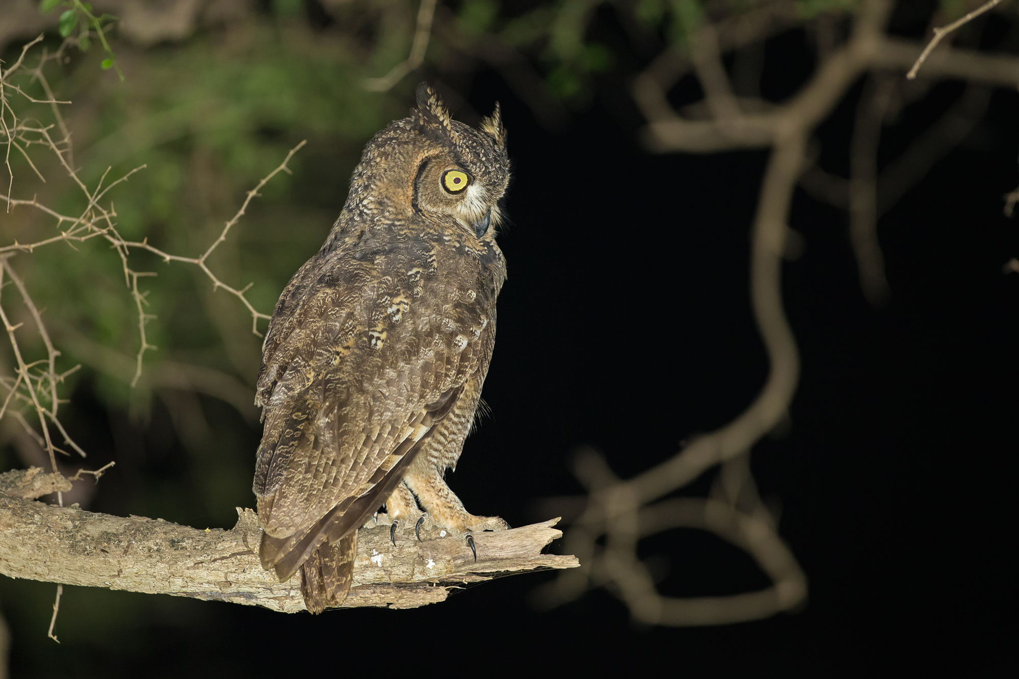 Arabian Spotted Eagle-Owl, Dhofar Nov 2015