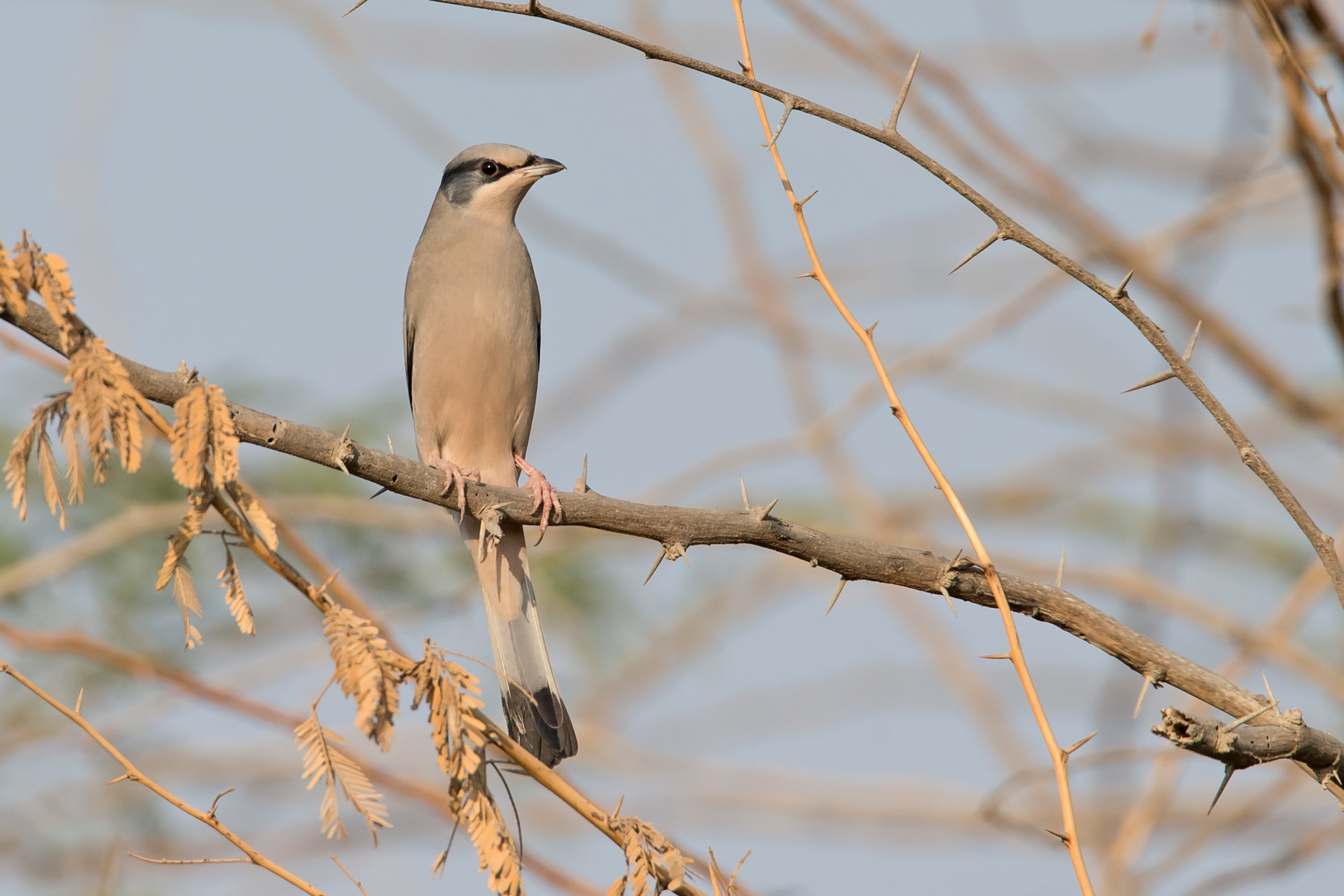 Grey Hypocolius, Jasra, Bahrain Nov 2015