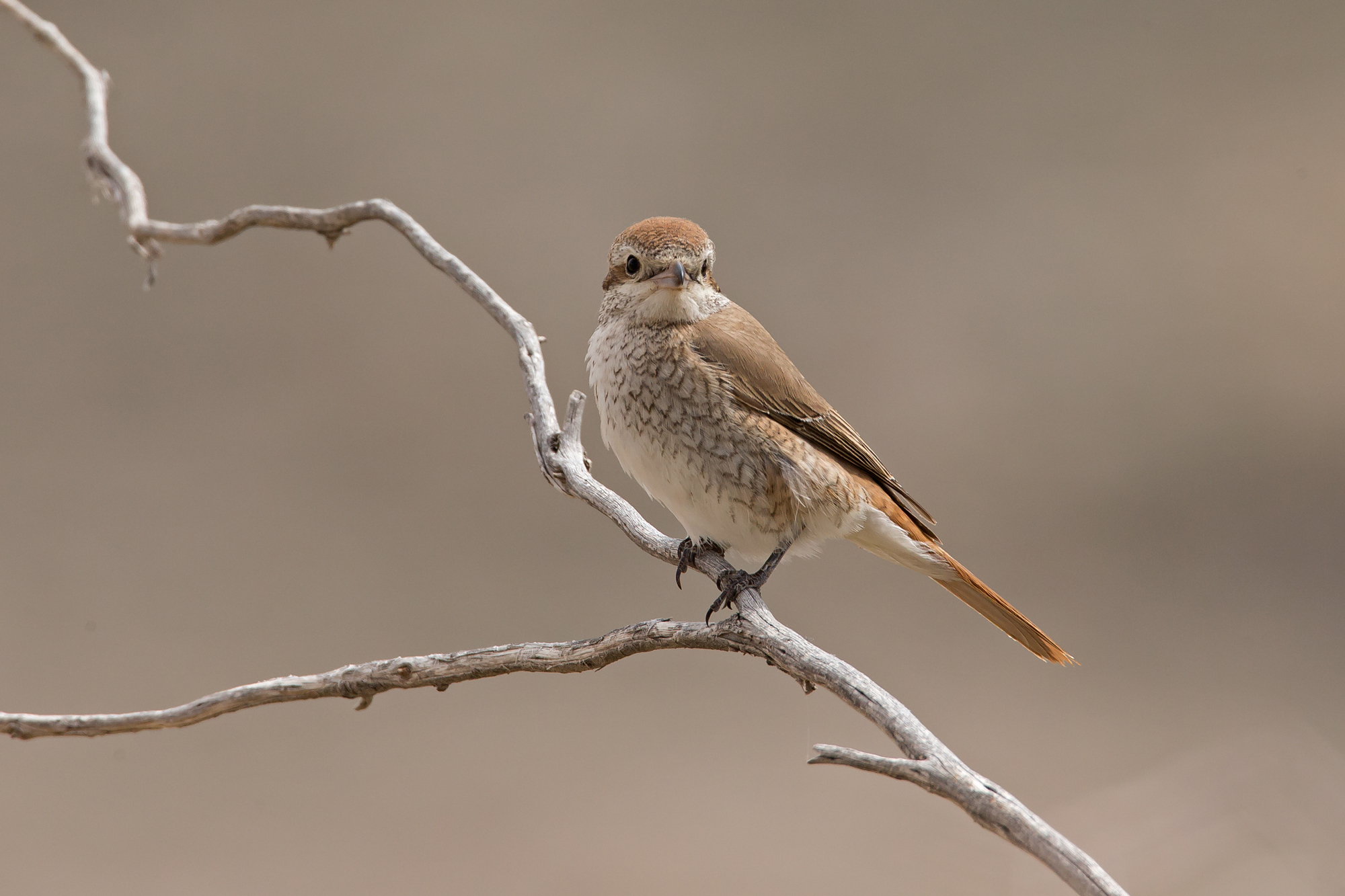 Turkestan Shrike, Sayq Plateau, Oct 2015