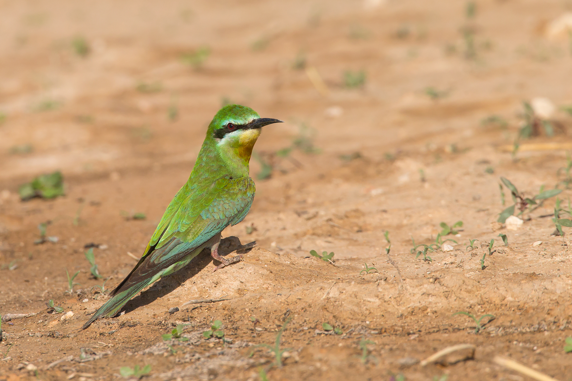 Blue-cheeked Bee-eter, Dokah Farms, Nov 2015