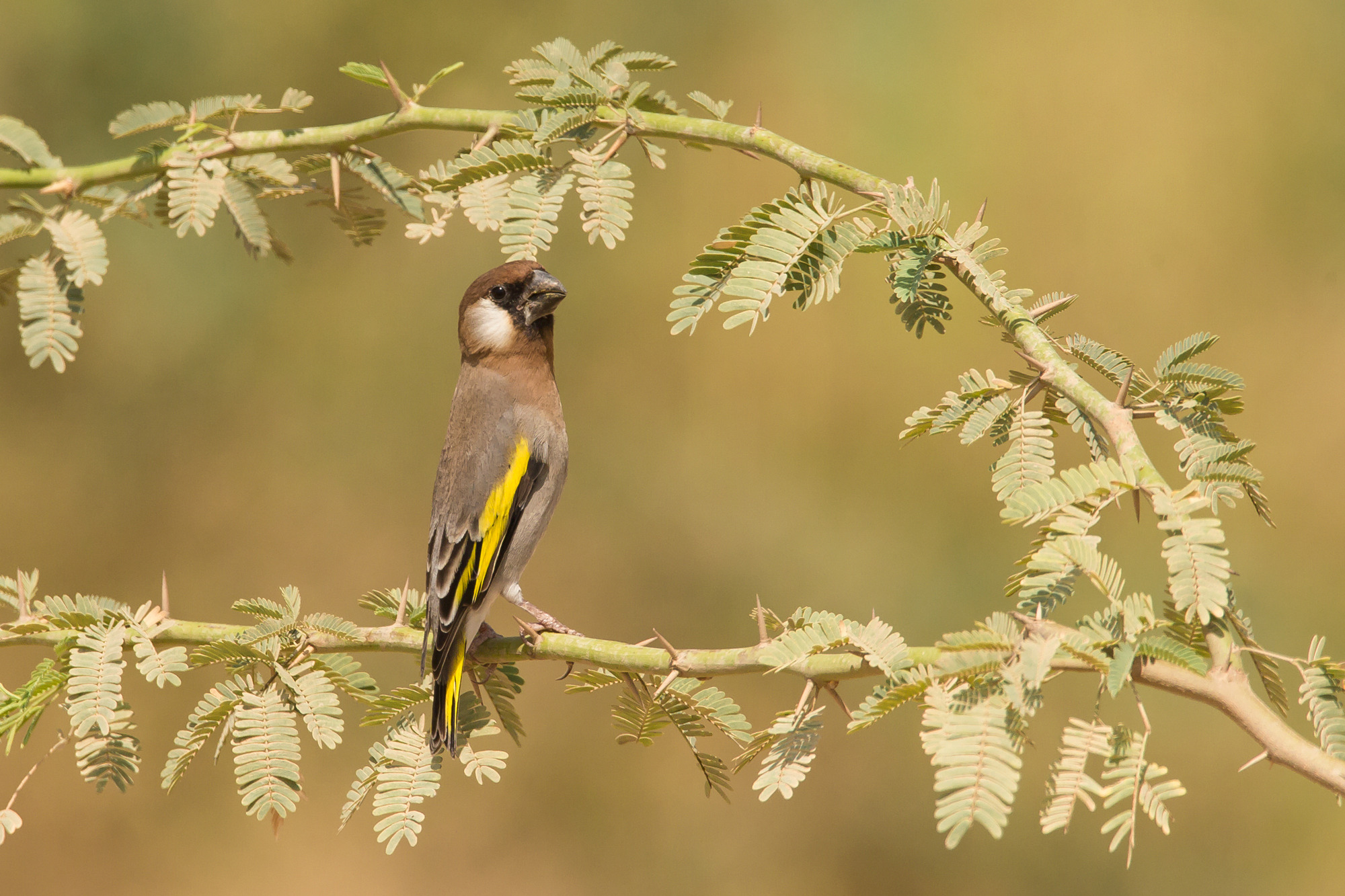 Arabian Golden-winged Grosbeak, Ayn Tabraq, Nov 2015