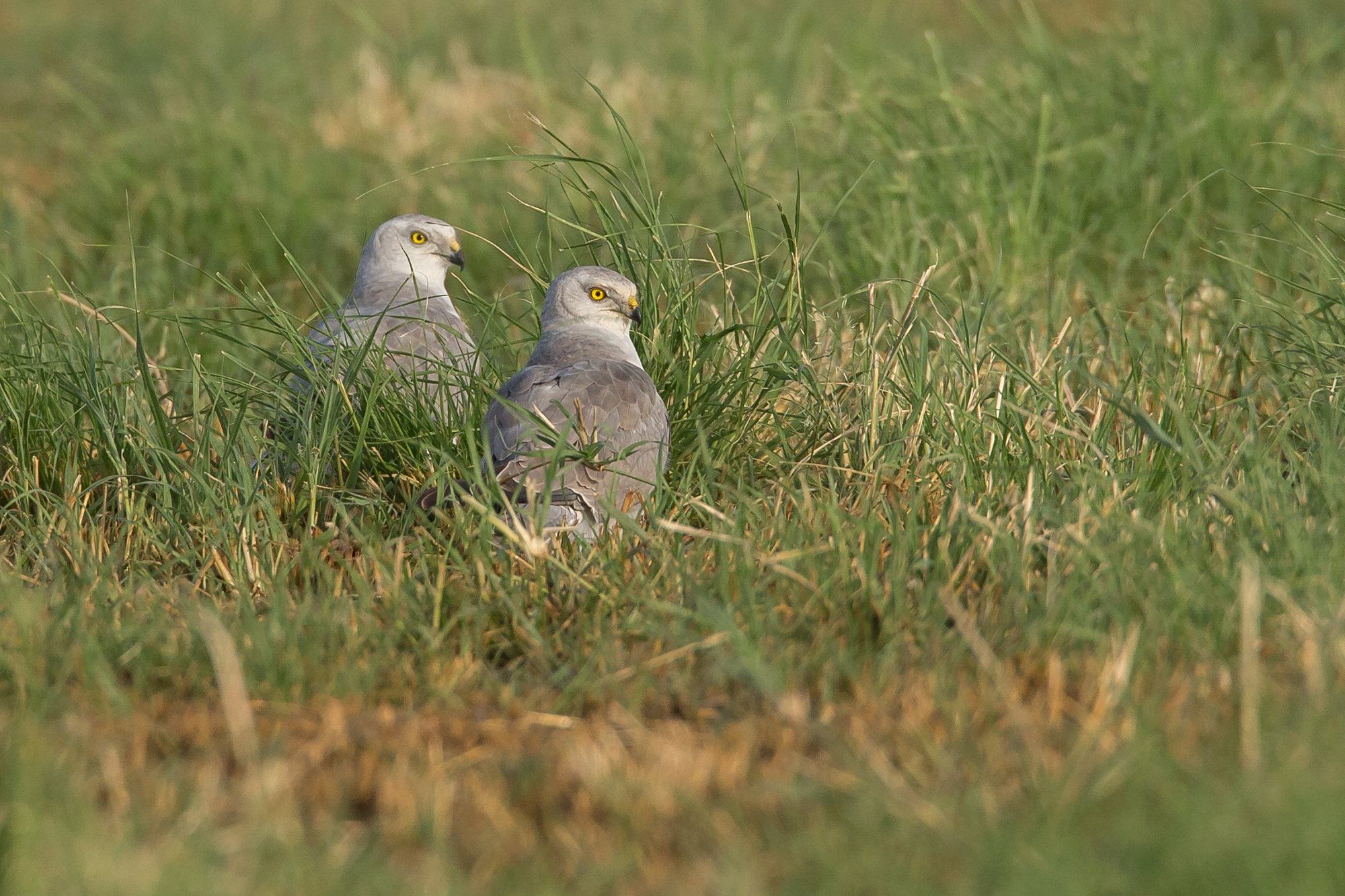 Pallid Harrier, Dokah Farms, Nov 2015