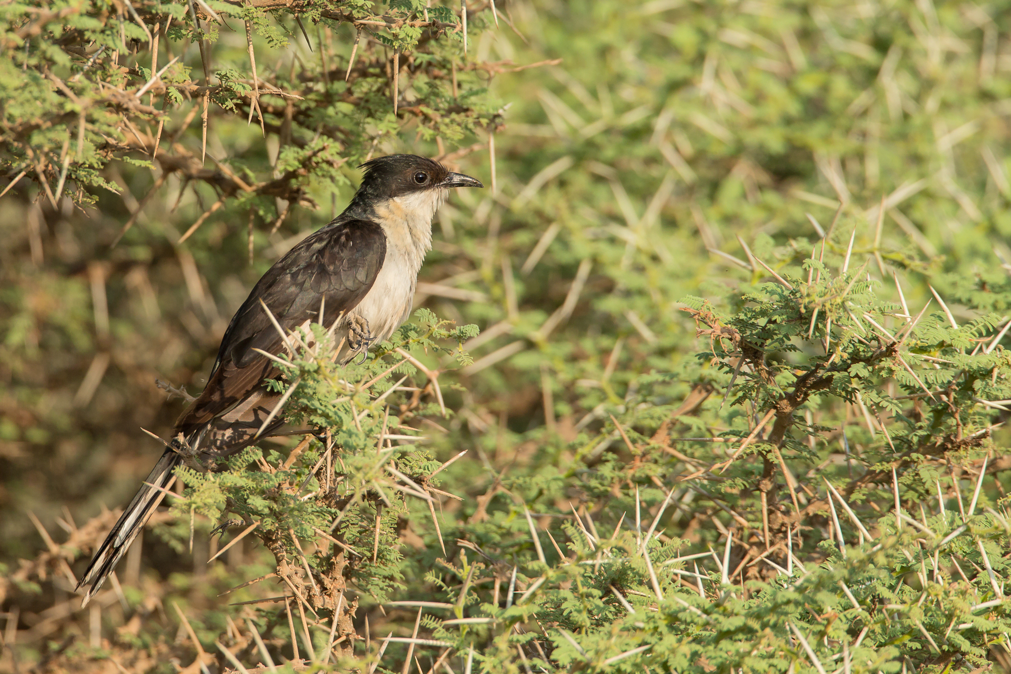 Pied Cuckoo, Khor Rori, Oman Nov 2015