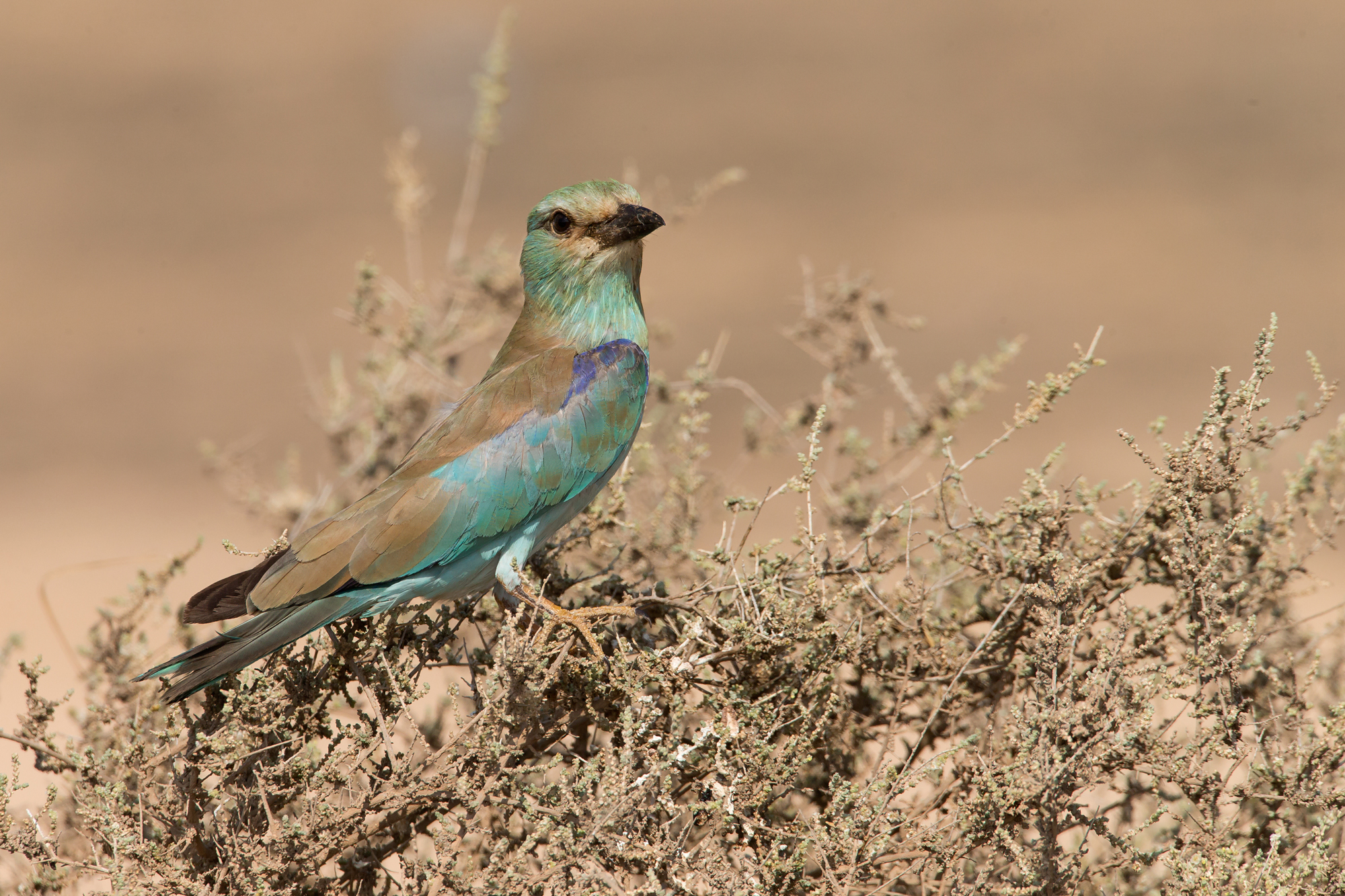 European Roller, Salalah, Nov 2015