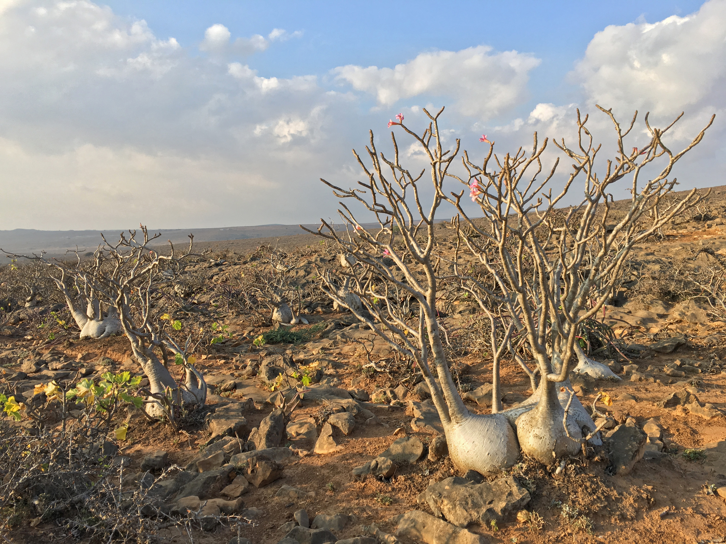 Desert Roses, Jabal Samhan, Nov 2015