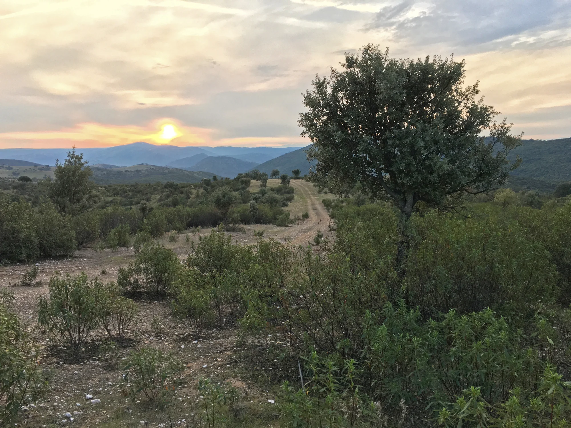 Lynx country, Puerto Bajo Estate, Andalucia