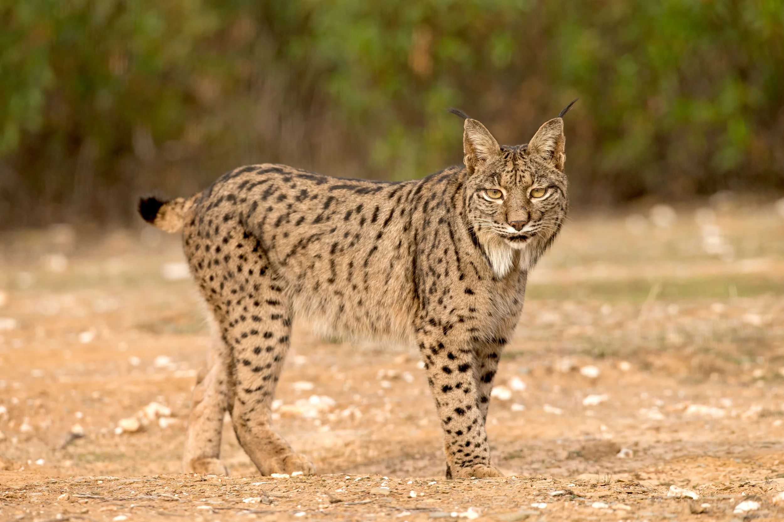 This is 'Guadiato' a male lynx known from the Cordoba area - he wandered c.70km to get to Puerto Bajo!