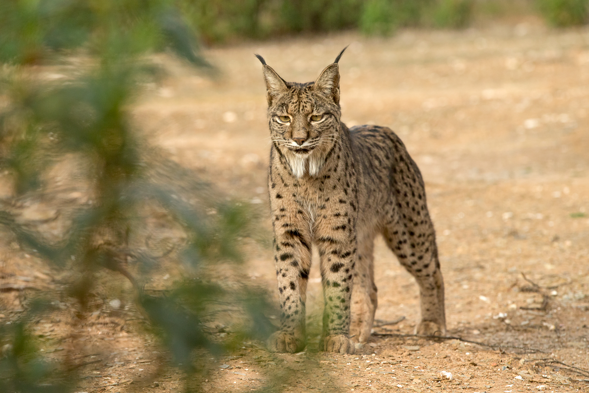Guadiato takes a look at the photo hide, wondering what all the shutter noise is?