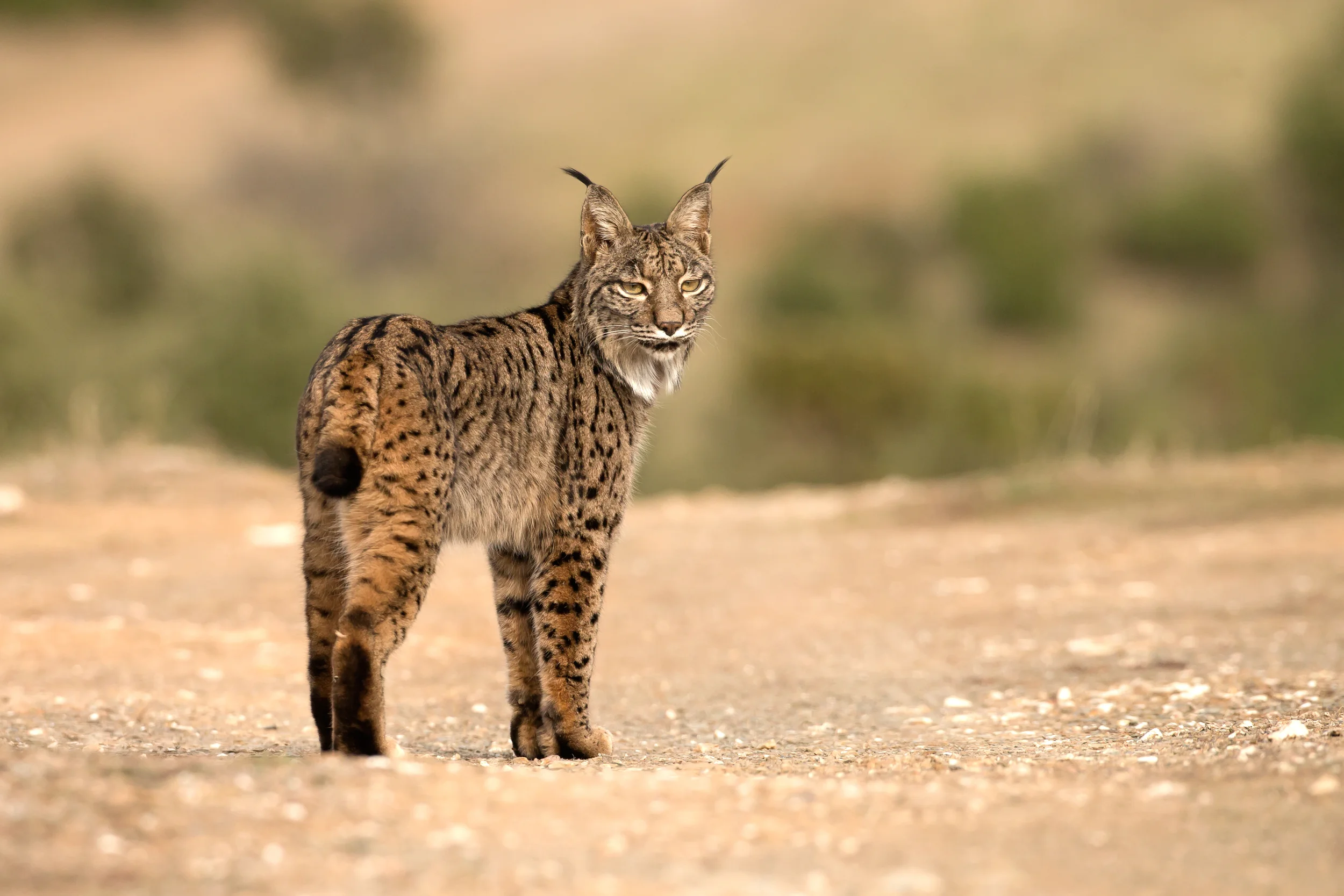 He pauses to look back over his shoulder as he crosses a country road.