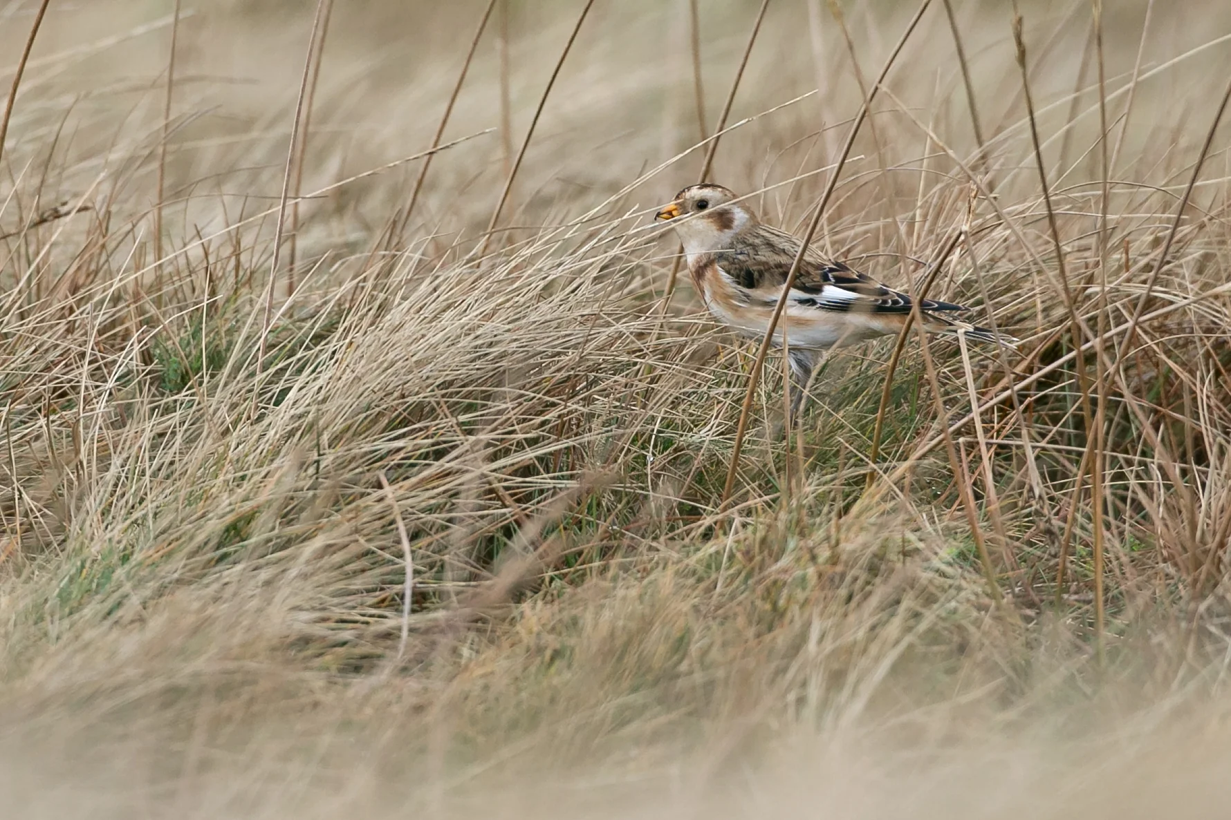 Snow Bunting, Pendle Hill Summit.