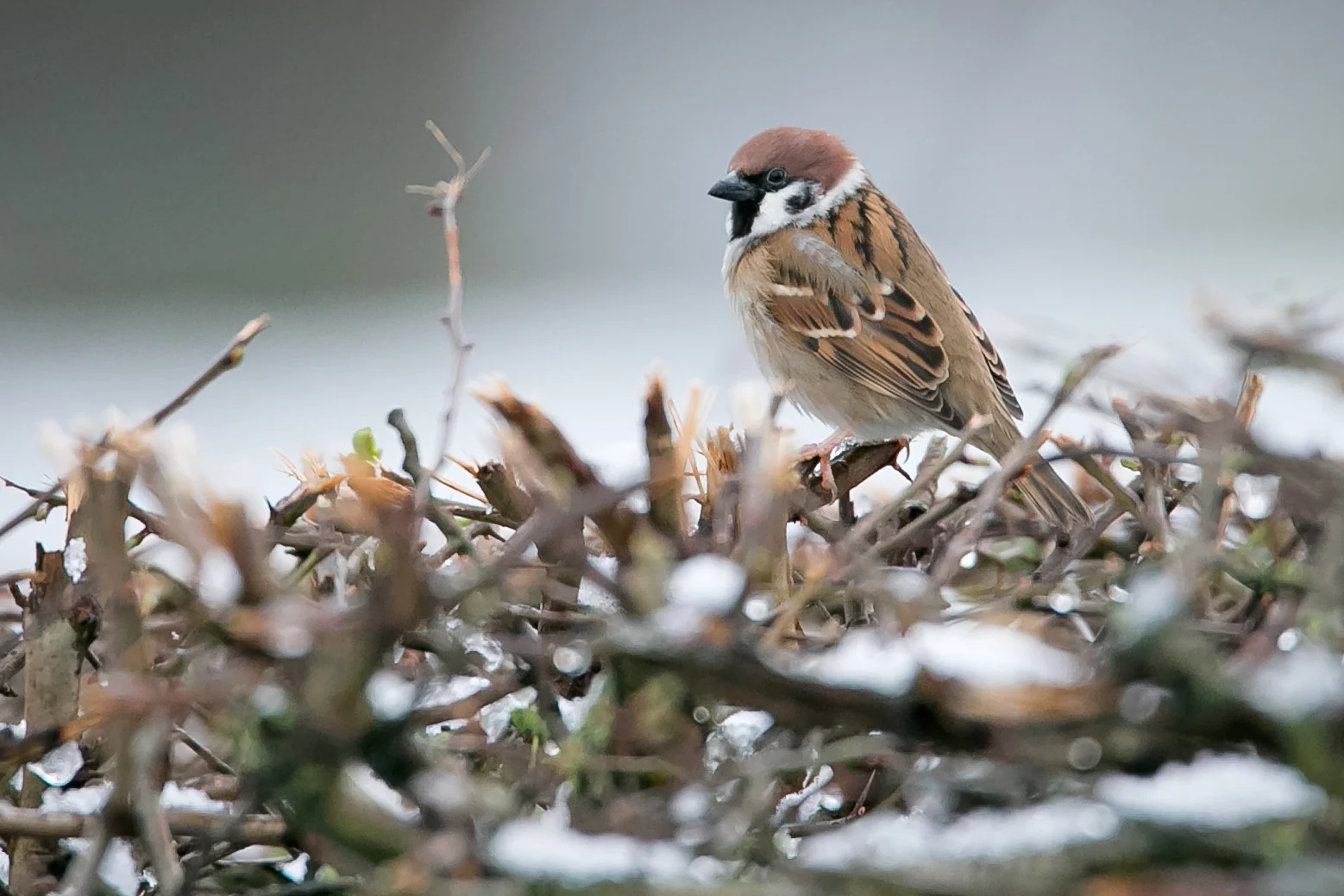 Eurasian Tree Sparrow, Ribchester.