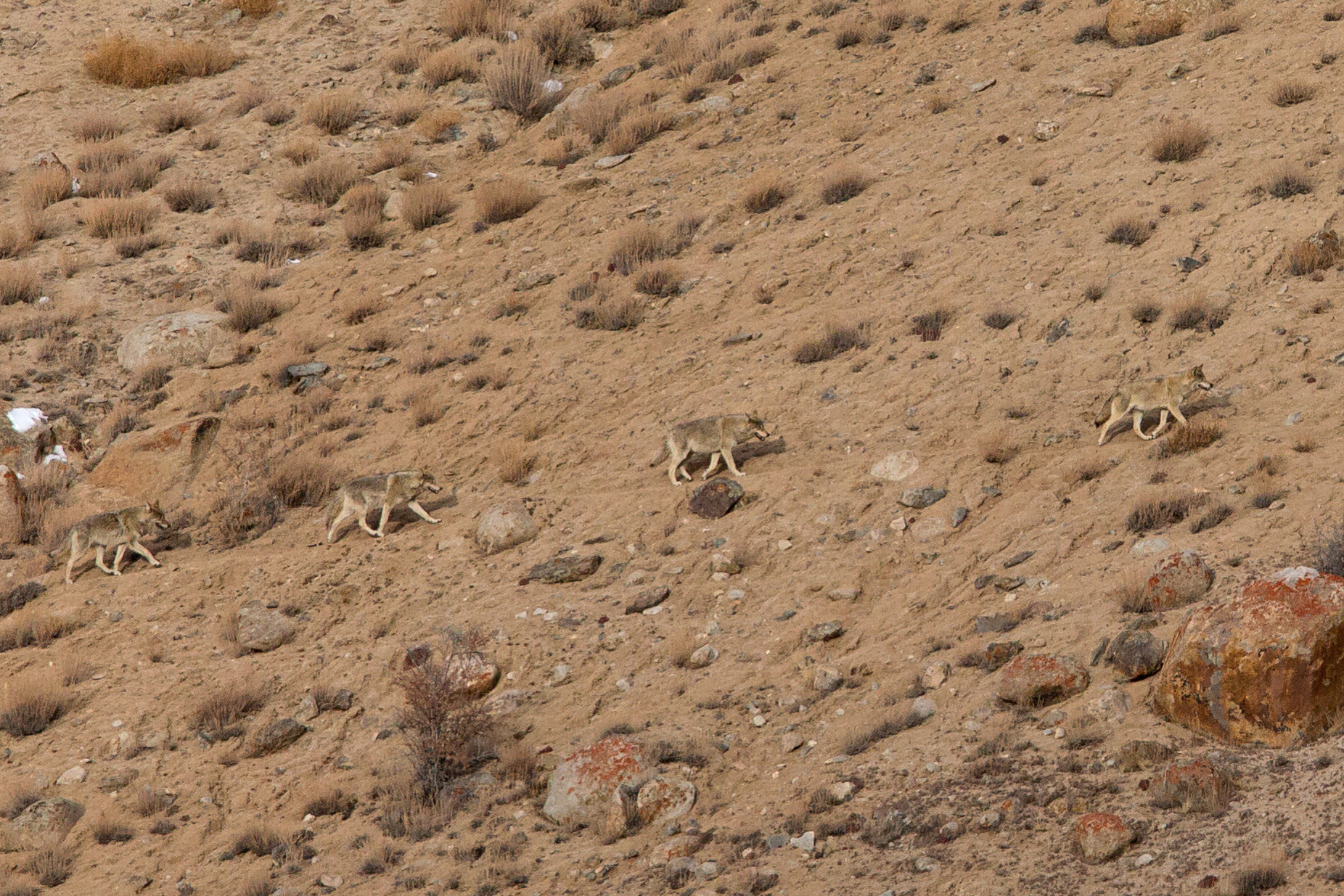 Grey (or Tibetan) Wolf, Ladakh March 2016