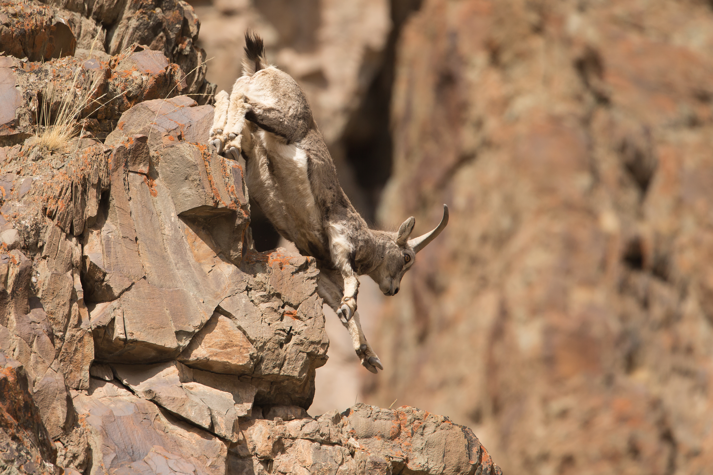 Blue Sheep, Hemis NP, Ladakh March 2016
