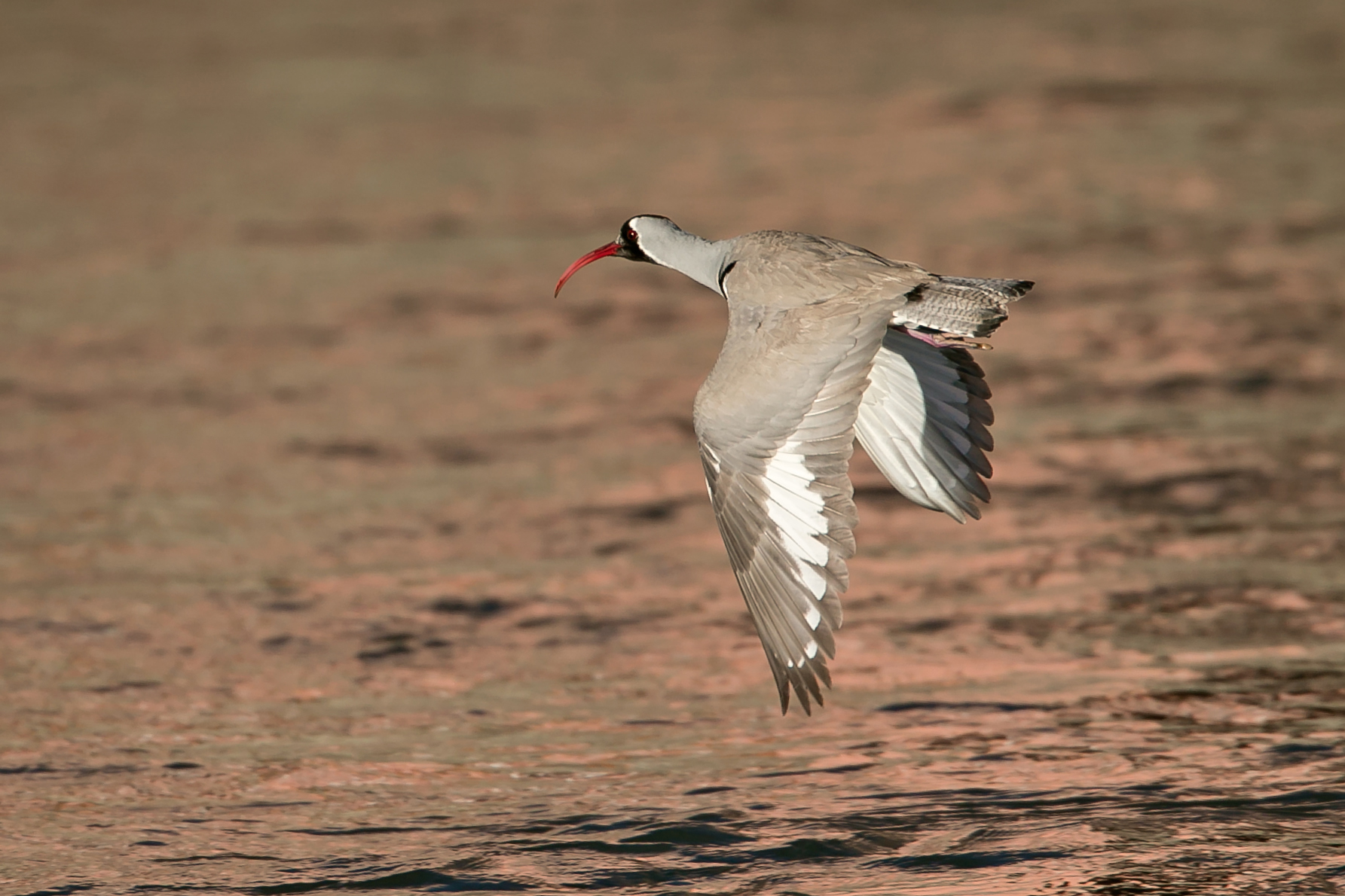 Ibisbill, Ladakh February 2016