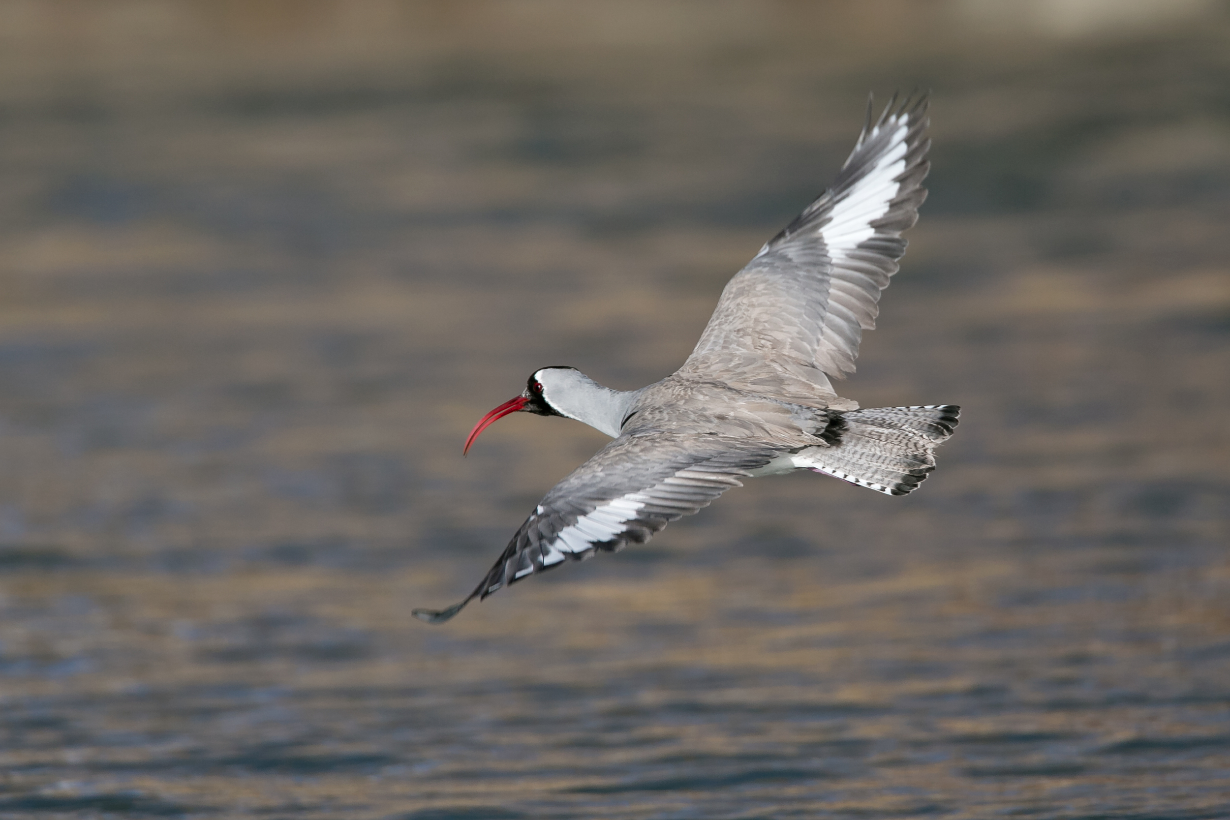 Ibisbill, Ladakh March 2016