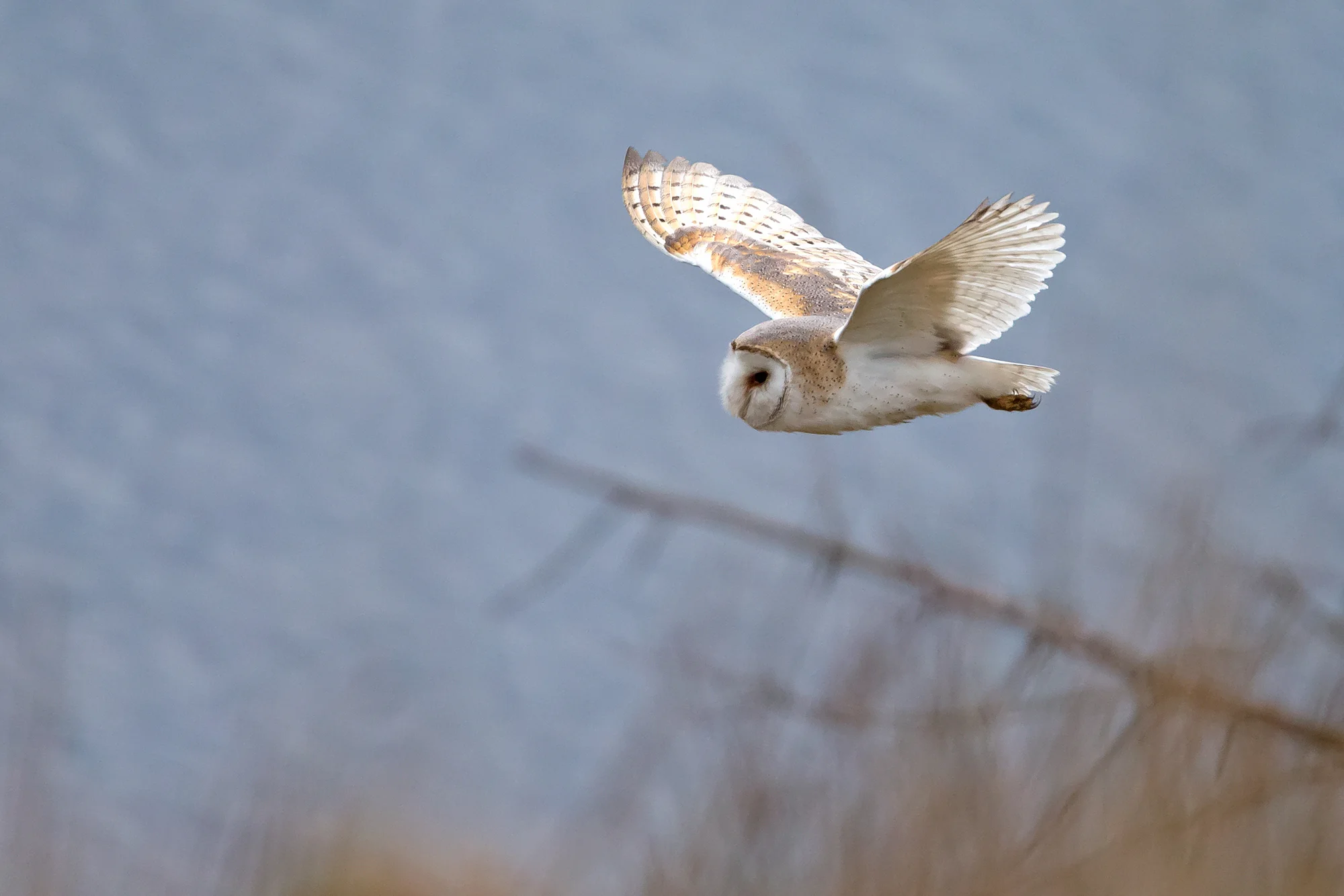 Barn Owl number four this week!