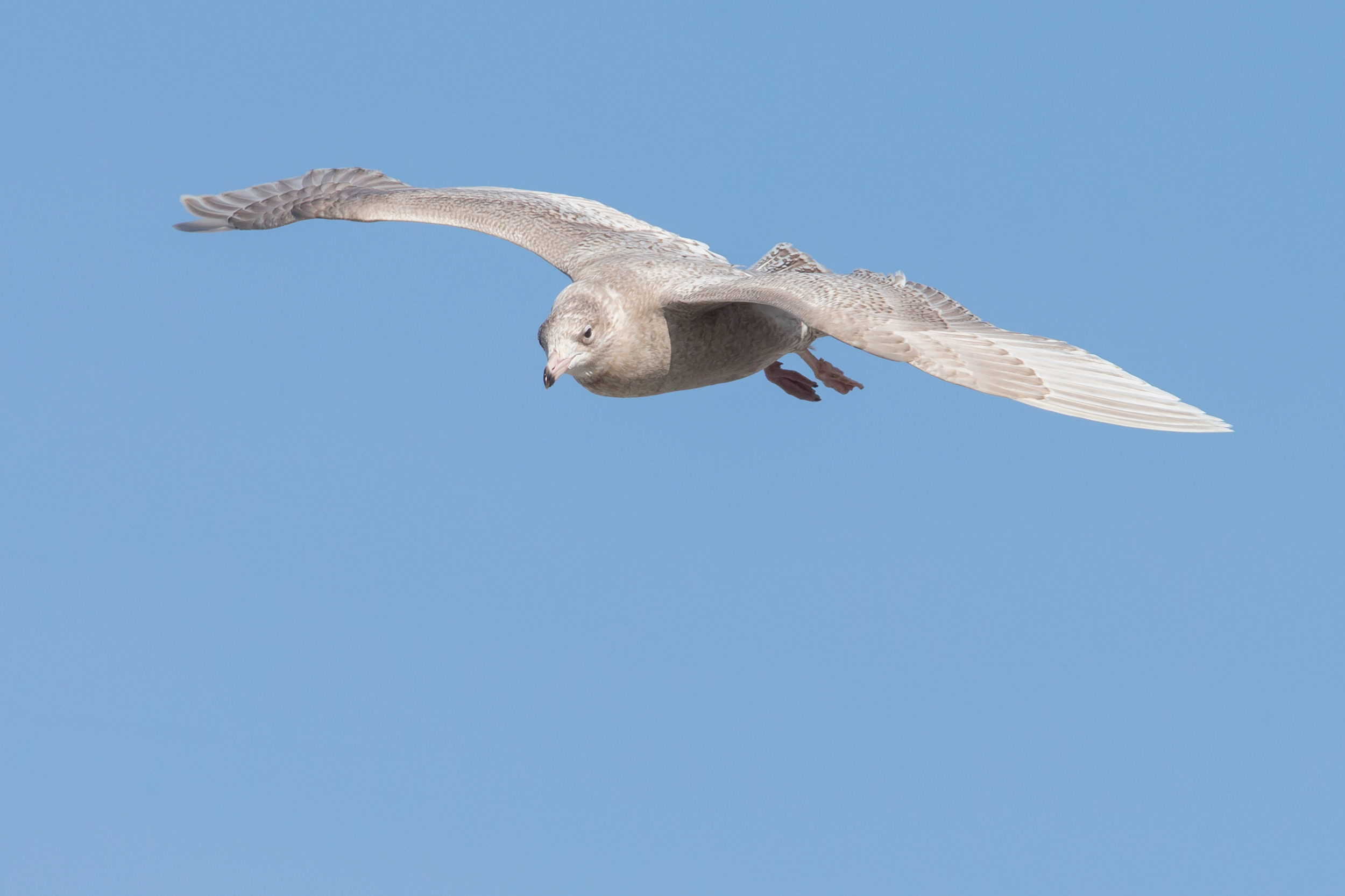 Glaucous Gull, Balranald April 2016