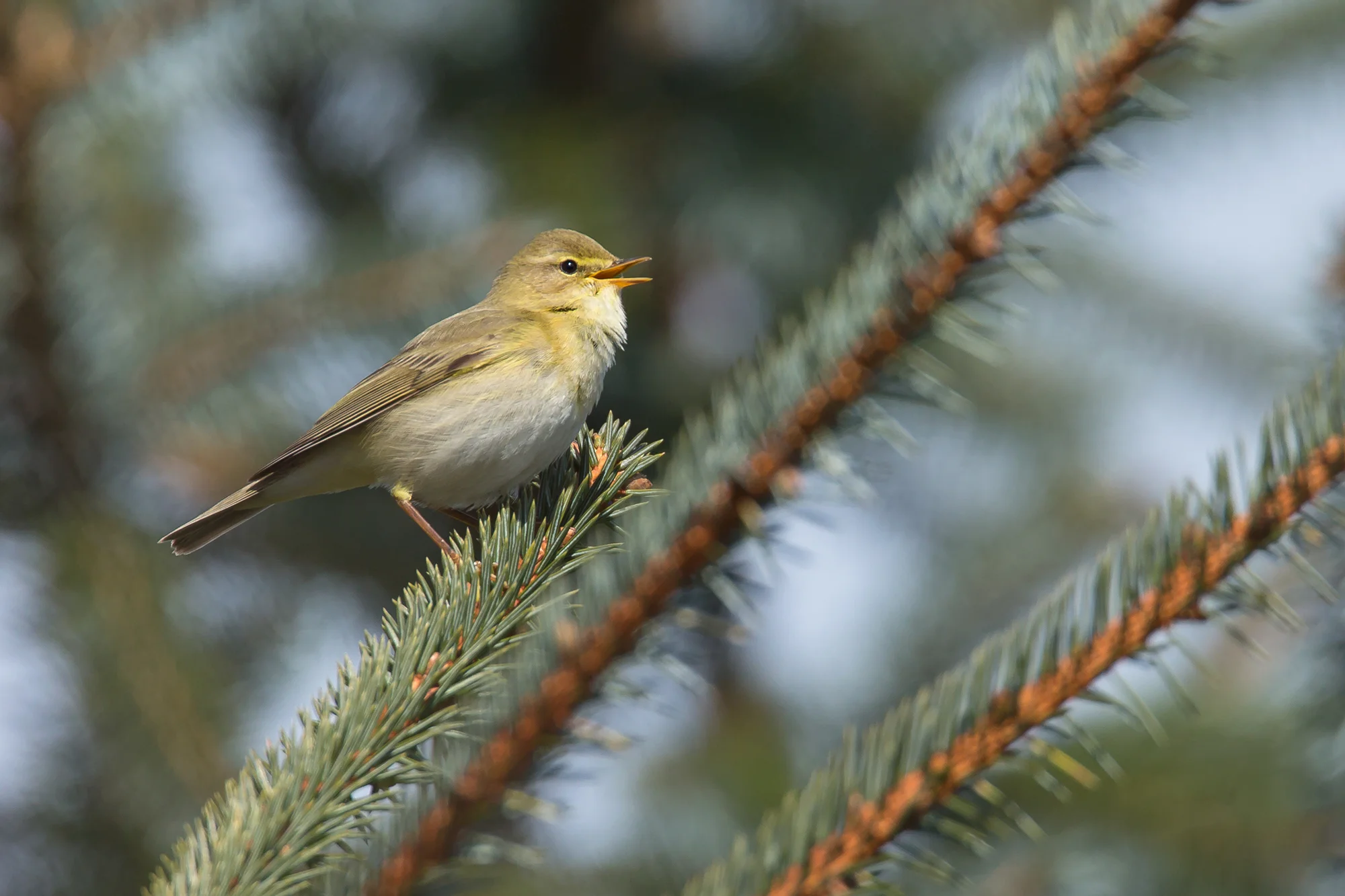 Willow Warbler singing in East Lancs