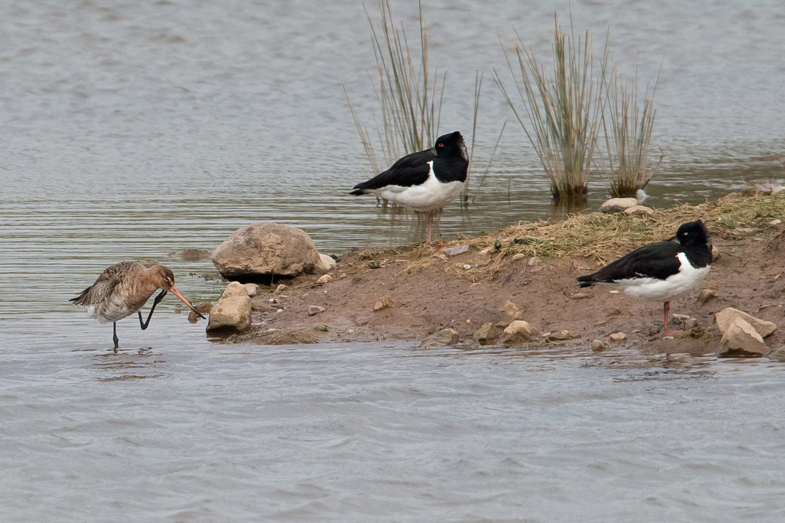 Black-tailed Godwit, Alston Wetland.